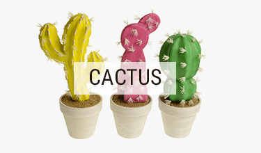 Cactus �t� 2017 
