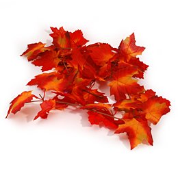 Pas de Zoom possible