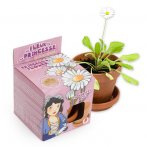 Fleur de Princesse, P�querette