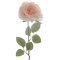 Rose Givr�e sur Tige (44 cm) images:#0