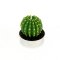 1 Bougie chauffe plat Cactus images:#1