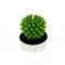 1 Bougie chauffe plat Cactus images:#2