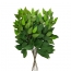 5 Branches de Ficus Vert sur Tige