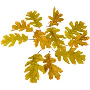 12 Feuilles de Chne