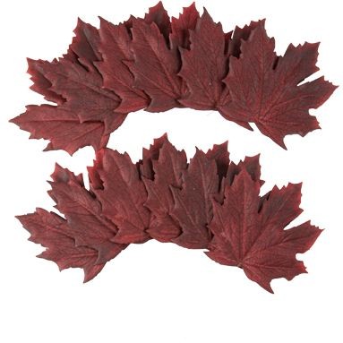 Lot de 12 Feuilles d rable Pourpre - 10, 5 cm 