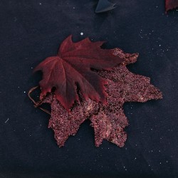 Lot de 12 Feuilles d rable Pourpre - 10, 5 cm. n2