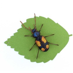 Trophe Insecte - Chatouillus. n1