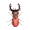 Trophée Insecte - Mordicus images:#0