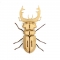 Trophée Insecte - Mordicus images:#2