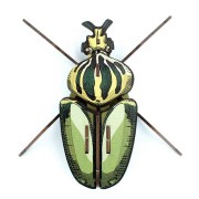 Trophée Insecte - Globulus Giganticus