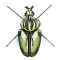 Trophée Insecte - Globulus Giganticus images:#0
