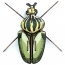 Trophe Insecte - Globulus Giganticus