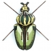 Trophée Insecte - Globulus Giganticus. n°3