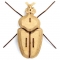 Trophée Insecte - Globulus Giganticus images:#2
