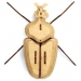 Trophée Insecte - Globulus Giganticus. n°5