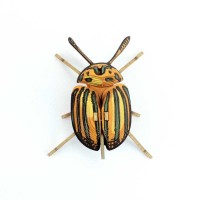 Trophe Insecte - Calingratus