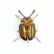 Trophée Insecte - Calingratus images:#0