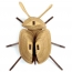 Trophe Insecte - Calingratus
