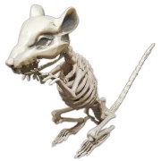 Squelette Rat