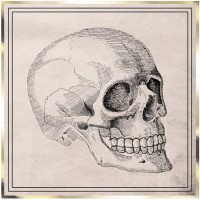 Contient : 1 x 16 Serviettes Crâne - Cabinet de Curiosités