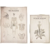 2 Affiches Anatomie Humaine et Botanique - Cabinet de Curiosit