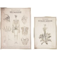 Contient : 1 x 2 Affiches Anatomie Humaine et Botanique - Cabinet de Curiosit