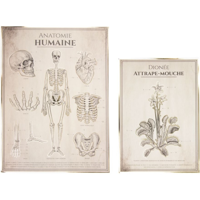 2 Affiches Anatomie Humaine et Botanique - Cabinet de Curiosité 