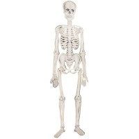 Contient : 1 x Squelette Articul - Cabinet de Curiosit