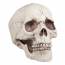 Tte de Mort - Machoire Mobile