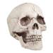 Tte de Mort - Mchoire Mobile. n1