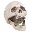 Tte de Mort - Machoire Mobile