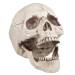 Tte de Mort - Mchoire Mobile. n2