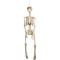Suspension Squelette (92 cm) images:#0