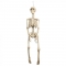Suspension Squelette (92 cm) images:#1