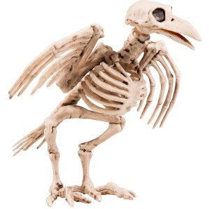 Squelette de Corneille - 18 cm
