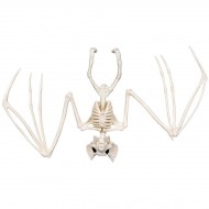 Squelette de Chauve-Souris - 30 cm