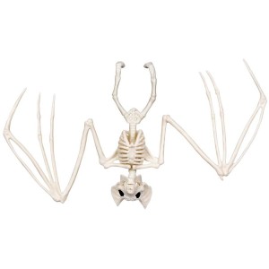 Squelette de Chauve-Souris - 30 cm