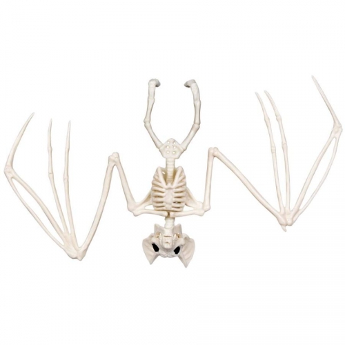 Squelette de Chauve-Souris - 30 cm 