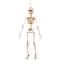 Suspension Squelette Mobile (50 cm) images:#0