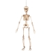 Suspension Squelette Mobile (50 cm). n°1
