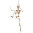 Suspension Squelette Mobile (50 cm)