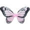 Set Papillon images:#2