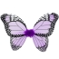 Set Papillon