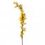 Branche Forsythia dcorative