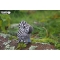Kit Figurine Zbre 3D  assembler - Eugy images:#4