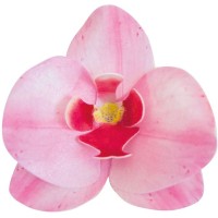 10 Orchides Rose 8,5 x 7,5 cm -  Azyme