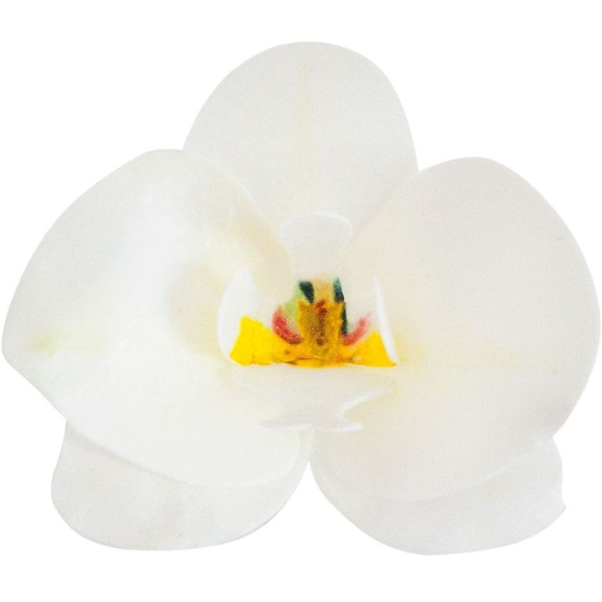 10 Orchidées Blanche 8, 5 x 7, 5 cm -  Azyme 