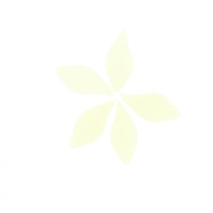 5 Mini Feuilles de Rose Bio - Blanc (3,8 cm) - Azyme