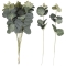 10 Branches Eucalyptus Botanical Hey Baby images:#2