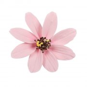 1 Grande Fleur Marguerite Rose (12 cm) - Non comestible